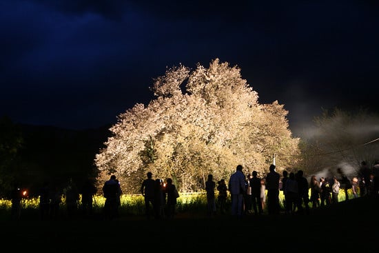 一心行の大桜