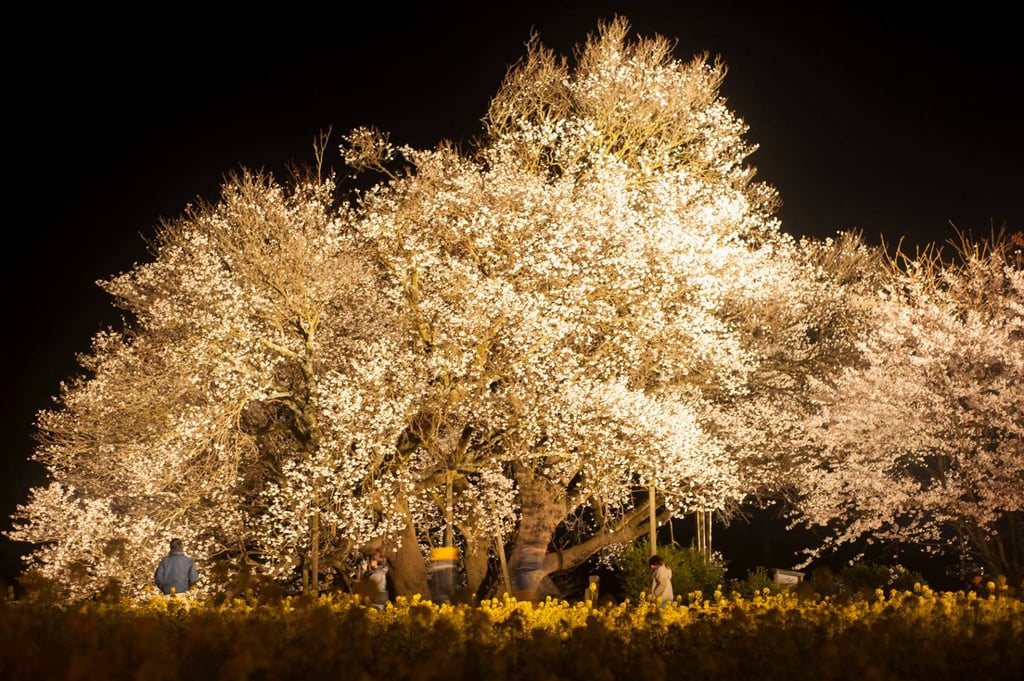 一心行の大桜
