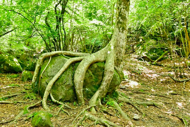 男池湧水群