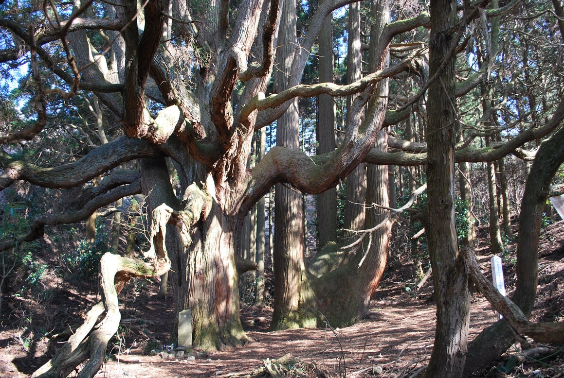 高森殿の杉