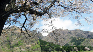 根子岳と桜　写真